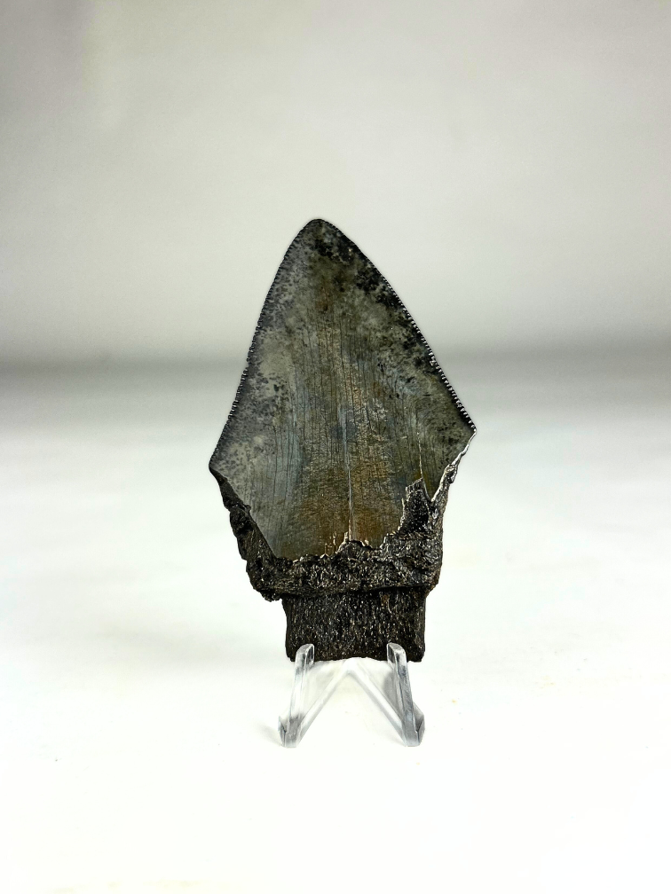 Megalodon tooth "Ninja's Kunai" (US) 8,4 cm