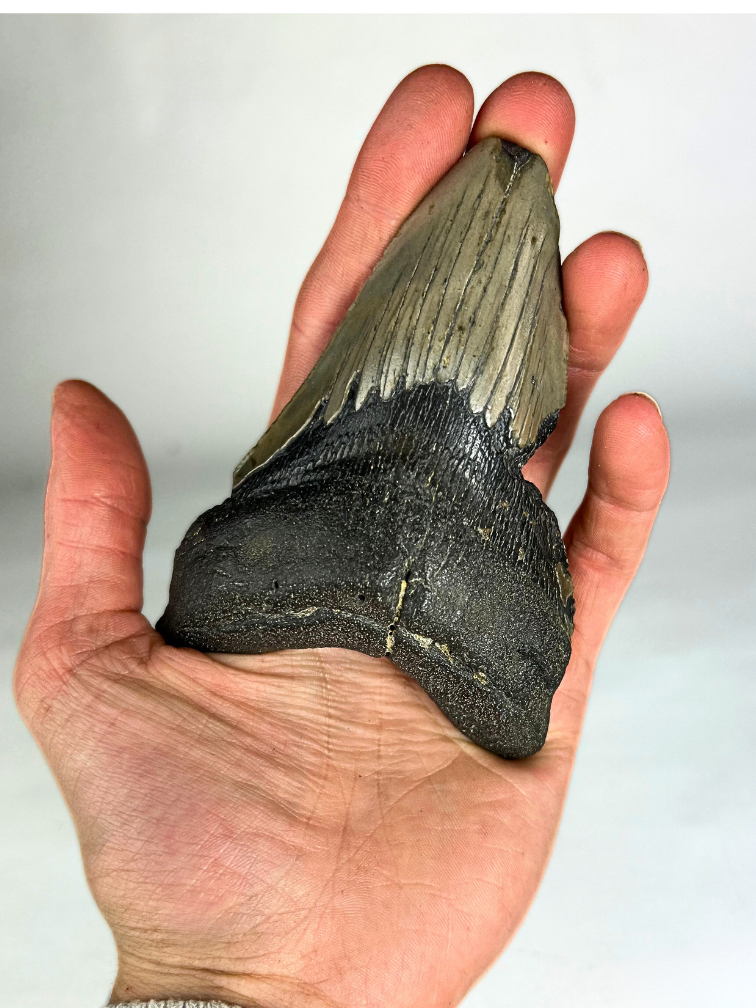 Megalodon-Zahn ''Shard of Destruction'' (USA) - 11,1 cm