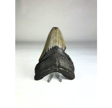 Megalodon tand ''Shard of Destruction'' (VS) - 11,1 cm