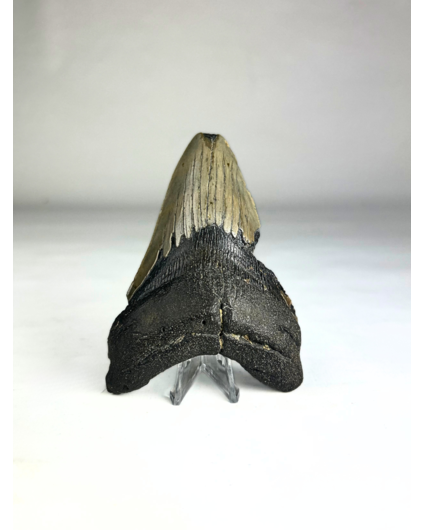 Diente de Megalodon ''Shard of Destruction'' (USA) - 11,1 cm