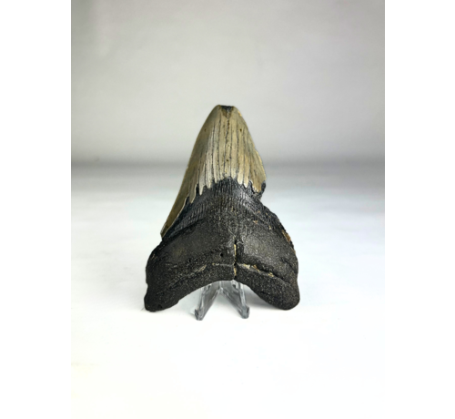 Diente de Megalodon ''Shard of Destruction'' (USA) - 11,1 cm