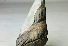 À quoi ressemblait le mégalodon ?