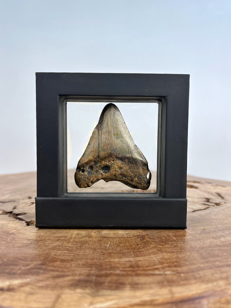 Dente di Megalodonte " Alfira's Song" - 3D frame - (VS) - 10x10 cm