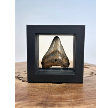 Megalodon Tand "Alfira's Song" - 3D frame- (VS) - 10x10 cm