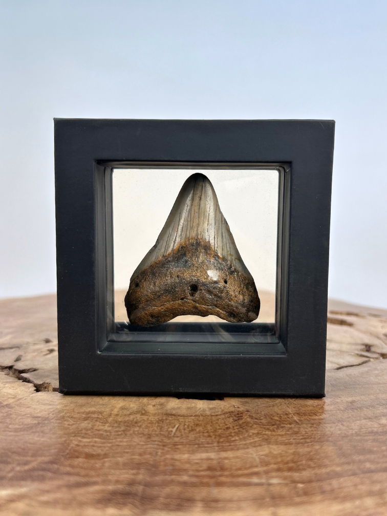 Megalodon Tooth "Alfira's Song" - 3D frame- (VS) - 10x10 cm