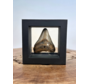 Dente di Megalodonte " Alfira's Song" - 3D frame - (VS) - 10x10 cm