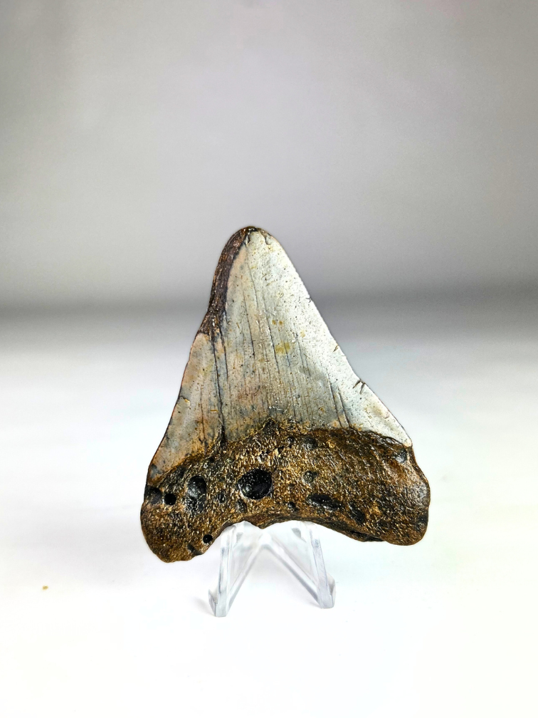 Megalodon-Zahn " Alfira's Song" - 3D frame- (VS) - 10x10 cm