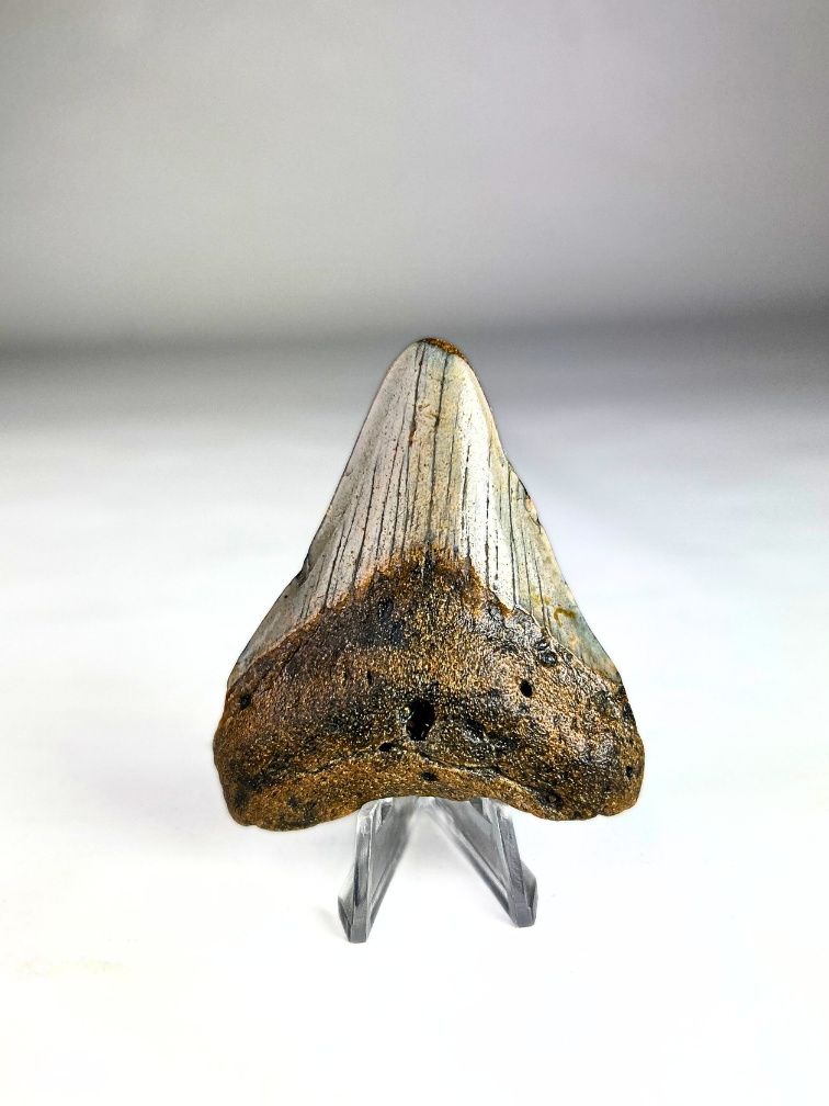 Megalodon Tooth "Alfira's Song" - 3D frame- (VS) - 10x10 cm