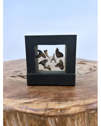 Diente de Megalodon "Predator mix" - Marco 3D pequeño - (US) - 8,5x8,5 cm