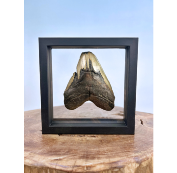 Dente di Megalodon "Trapped Embers" - Cornice 3D - 18,5x18,5cm