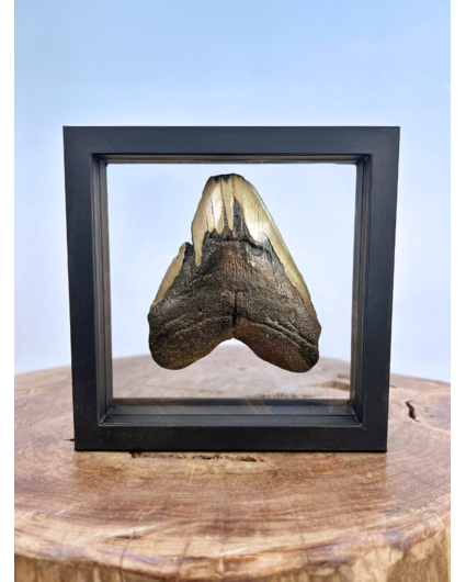 Megalodon Tand "Trapped Embers" - 3D frame - 18,5x18,5cm