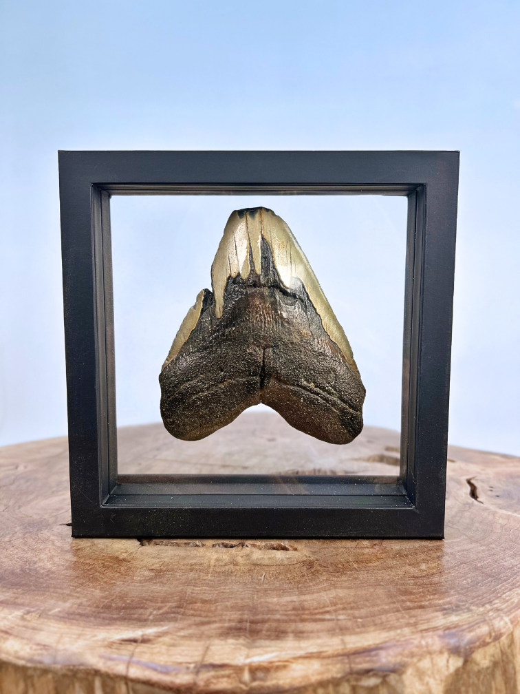 Megalodon Tand "Trapped Embers" - 3D frame - 18,5x18,5cm