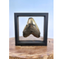 Diente de Megalodon "Trapped Embers" - Marco 3D - 18,5x18,5cm