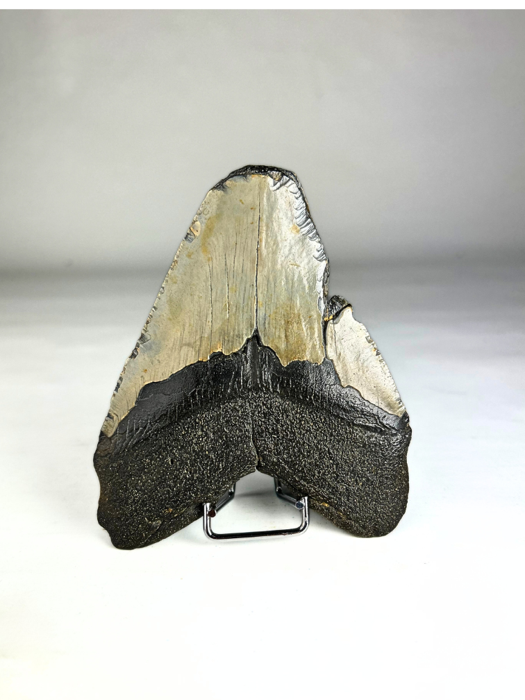 Megalodon Tooth "Trapped Embers" - 3D frame - 18,5x18,5cm