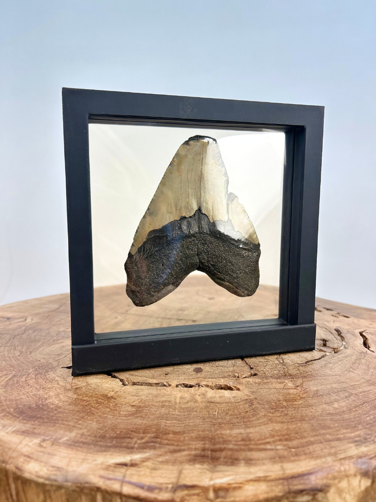 Megalodon-Zahn "Trapped Embers" - 3D-Rahmen - 18,5x18,5cm