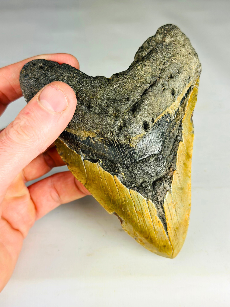 Megalodon tooth ''Secrets Unfold'' (USA) - 13,4 cm