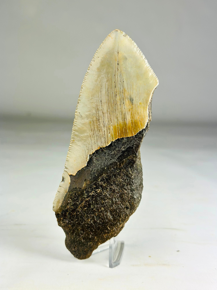 Dent de mégalodon ''Time Reverse'' (US) - 13,1 cm