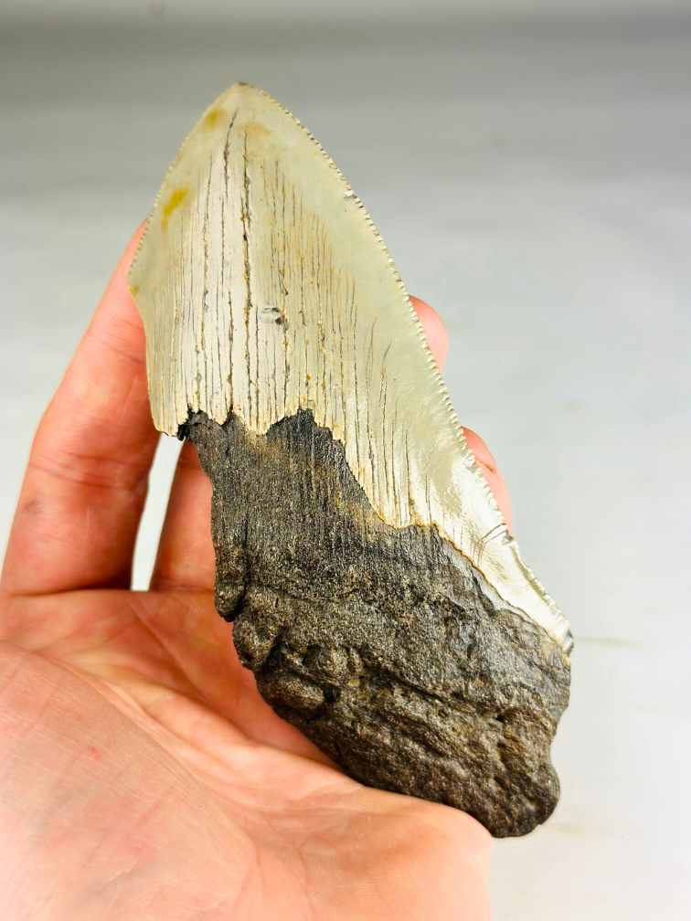 Megalodon-Zahn ''Time Reverse'' (US) - 13,1 cm