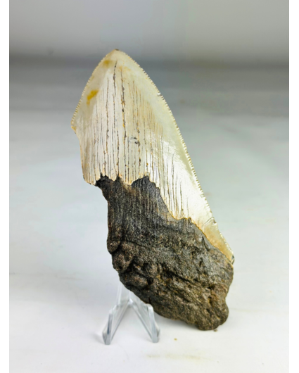 Dente di megalodonte ''Time Reverse'' (USA) - 13,1 cm