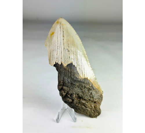 Megalodon-Zahn ''Time Reverse'' (US) - 13,1 cm