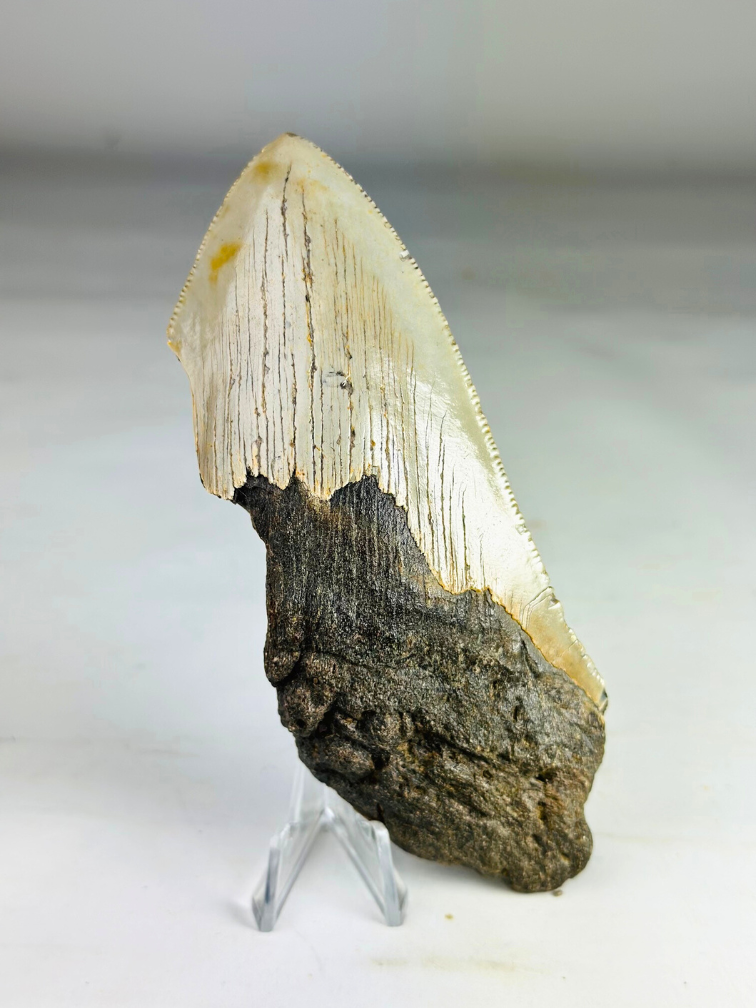 Dent de mégalodon ''Time Reverse'' (US) - 13,1 cm