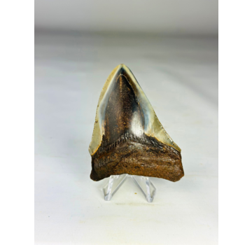 Megalodon-Zahn " Hawks Claw" (US) - 7,8 cm