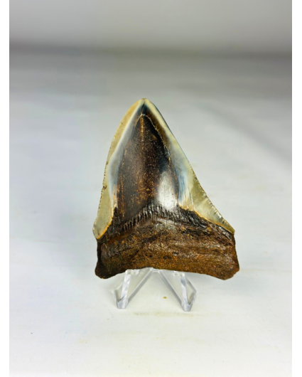 Megalodon Tand "Hawks Claw" (VS) - 7,8 cm