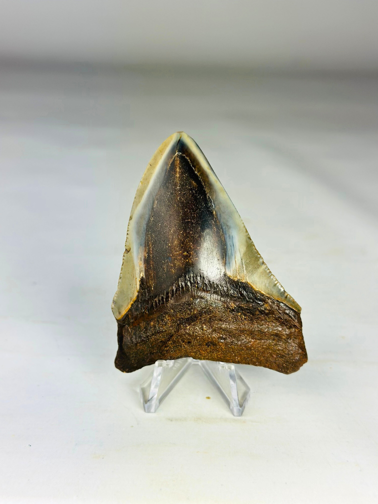 Megalodon Tooth "Hawks Claw" (US) - 7,8 cm