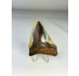 Megalodon-Zahn " Hawks Claw" (US) - 7,8 cm