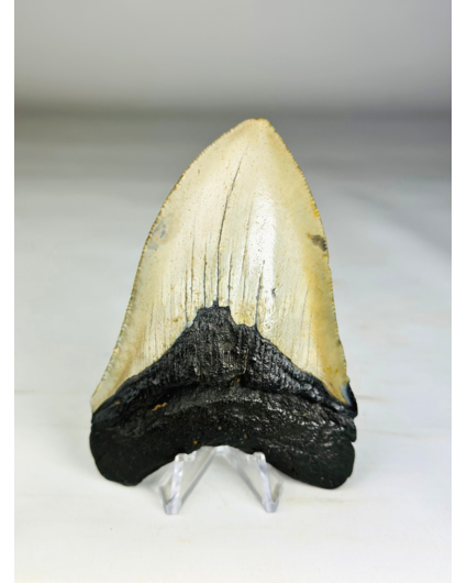 Diente de Megalodon ''Soul of the Light'' (US) - 10,4 cm