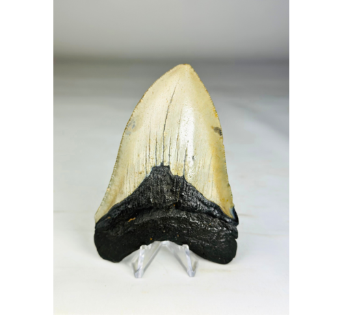 Megalodon tand ''Soul of the Light'' (VS) - 10,4 cm