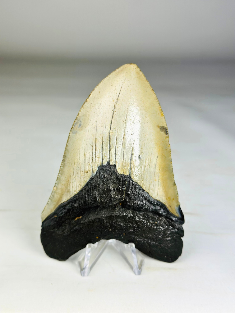 Dent de mégalodon ''Soul of the Light'' (US) - 10,4 cm