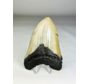 Megalodon tooth ''Soul of the Light'' (US) - 10,4 cm
