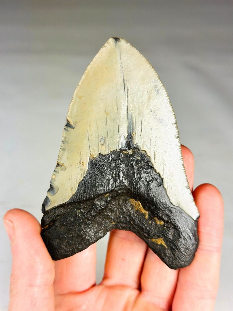 Megalodon tand ''Soul of the Light'' (VS) - 10,4 cm