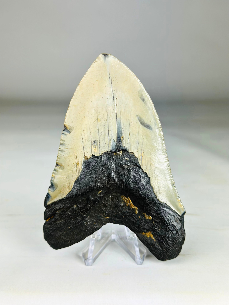 Megalodon tand ''Soul of the Light'' (VS) - 10,4 cm