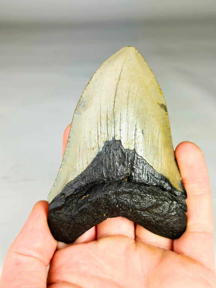 Dent de mégalodon ''Soul of the Light'' (US) - 10,4 cm