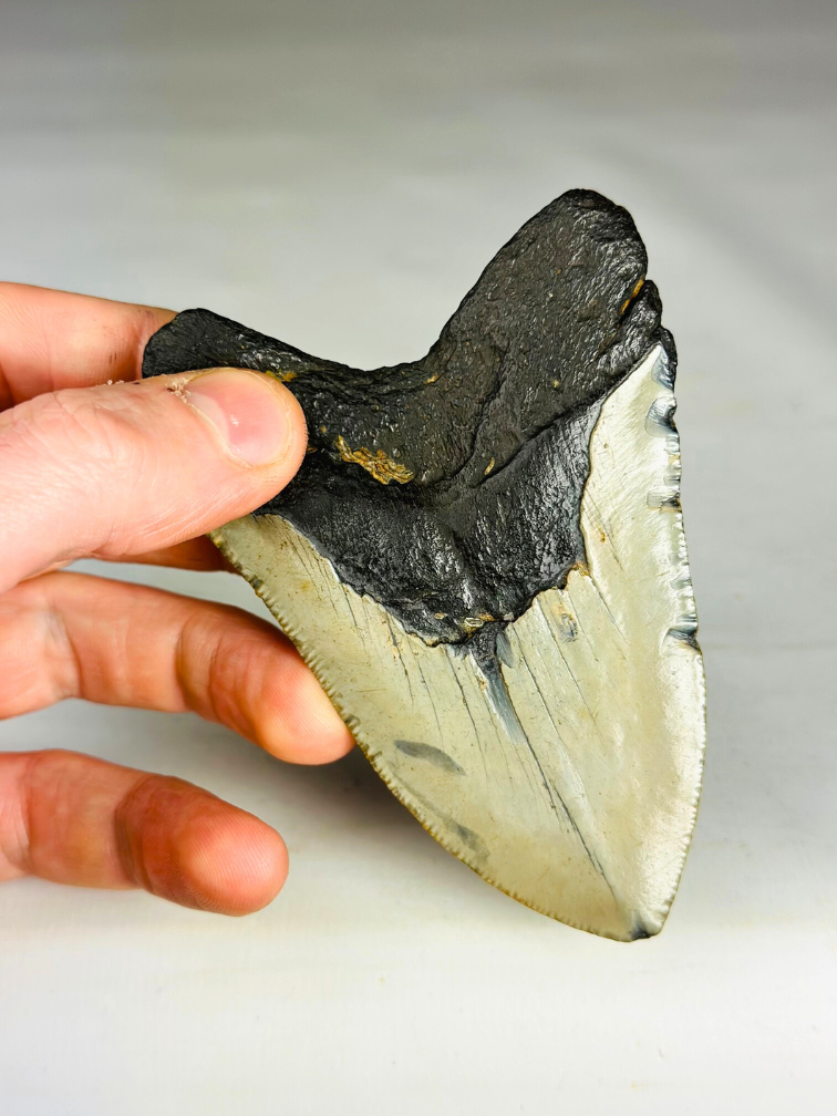 Dent de mégalodon ''Soul of the Light'' (US) - 10,4 cm