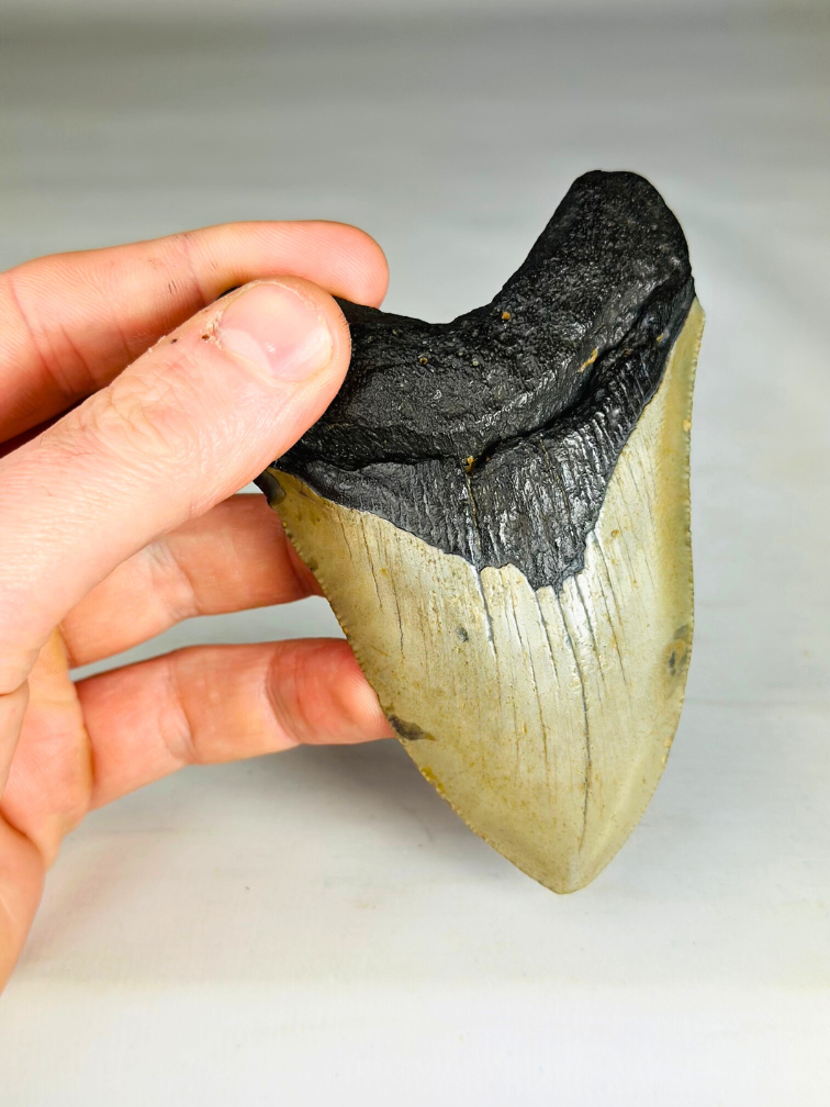 Megalodon tand ''Soul of the Light'' (VS) - 10,4 cm