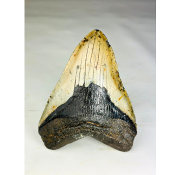 A+ grade Dente di Megalodon "Dark Moon" (USA) - 12,5 cm