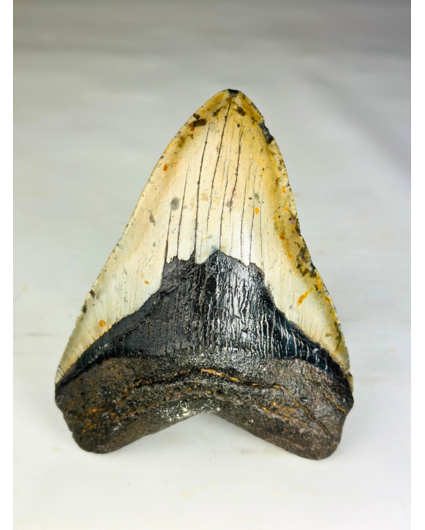 A+ grade Dente di Megalodon "Dark Moon" (USA) - 12,5 cm