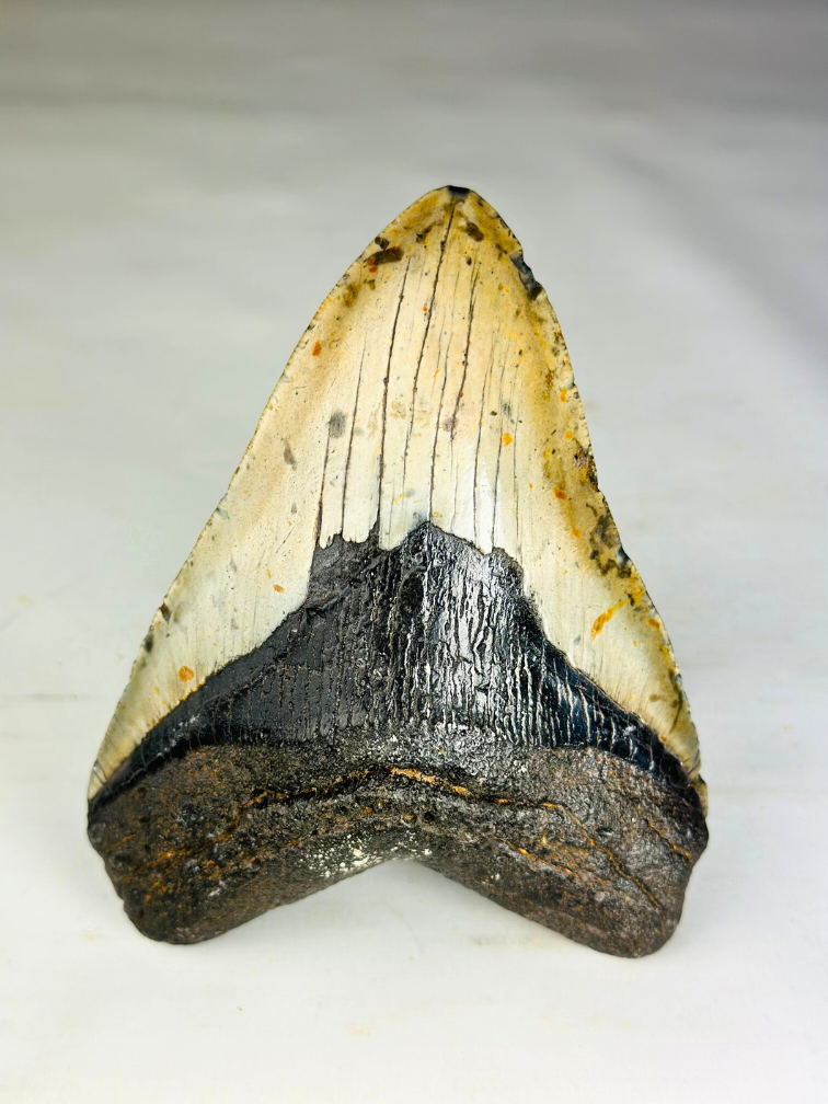 A+ grade Megalodon tand "Dark Moon" (US) - 12,5 cm