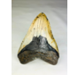 A+ grade Megalodon-Zahn "Dark Moon" (US) - 12,5 cm