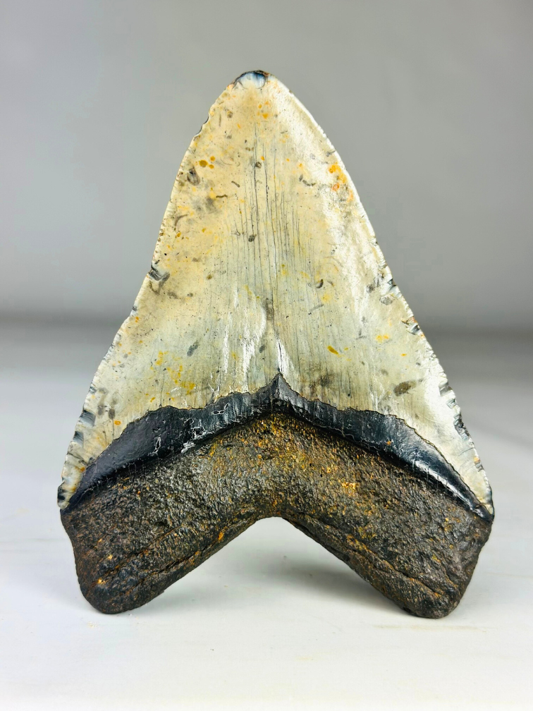 A+ grade Megalodon tand "Dark Moon" (US) - 12,5 cm