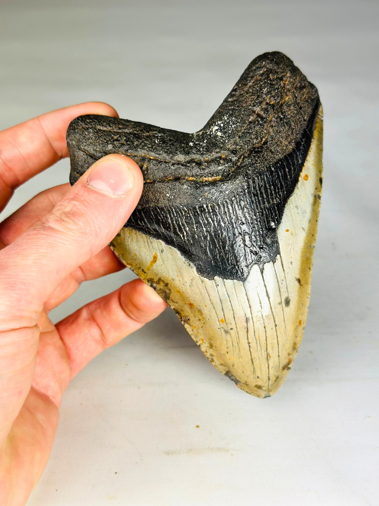 A+ grade Dent de Megalodon "Dark Moon" (US) - 12,5 cm