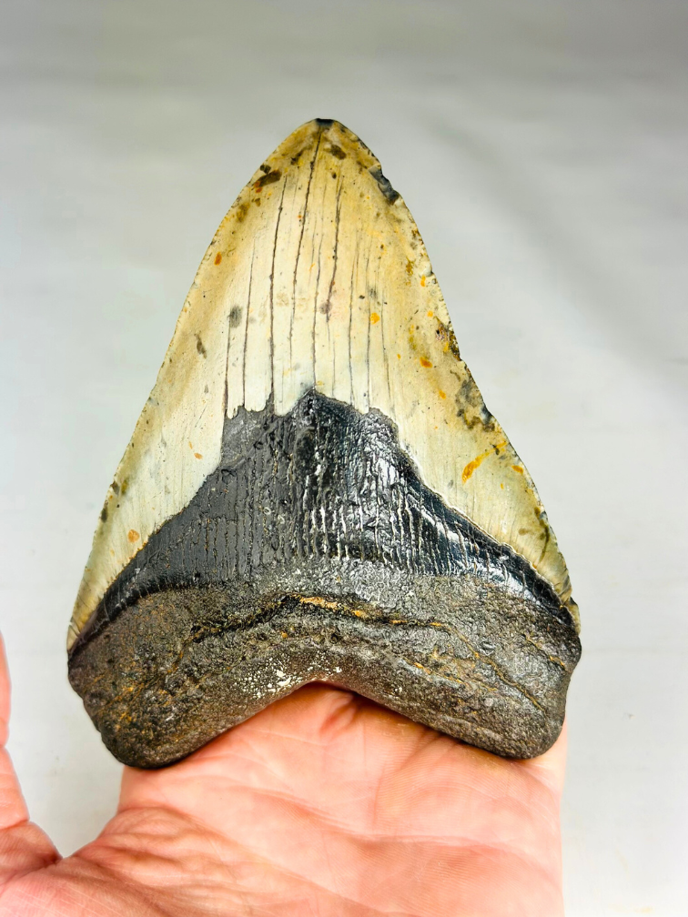 A+ grade Dent de Megalodon "Dark Moon" (US) - 12,5 cm