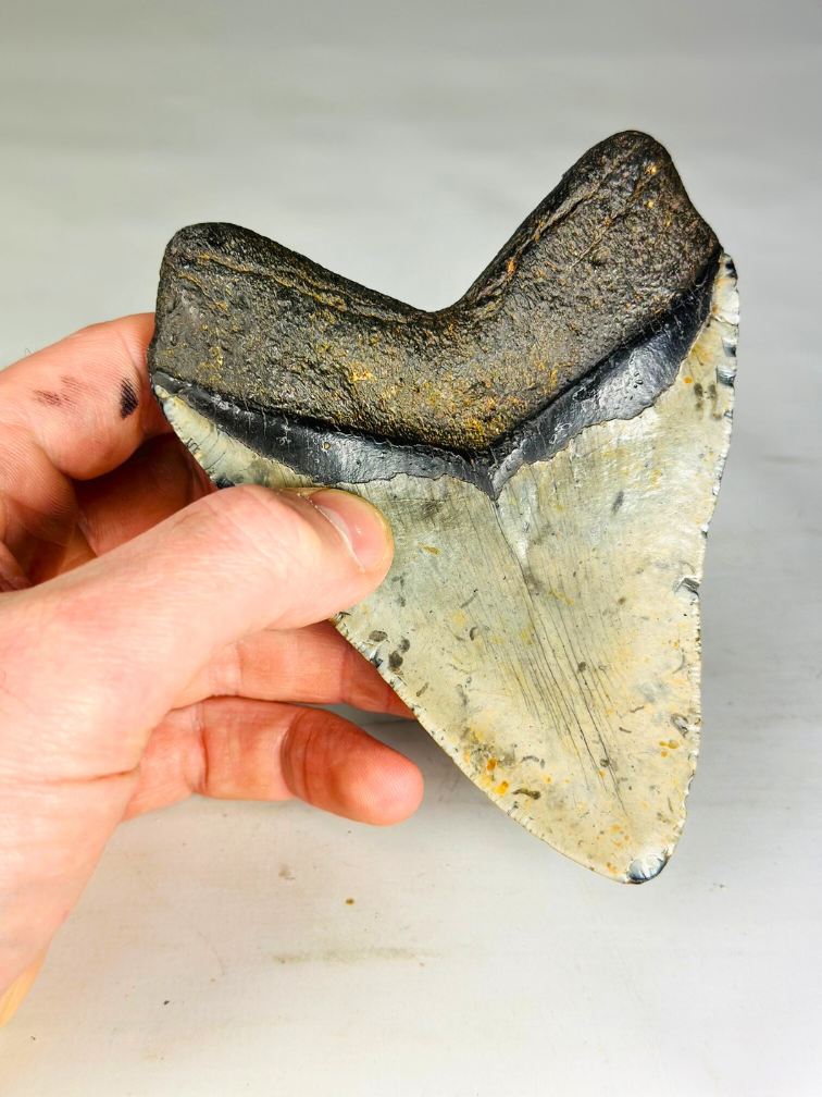 A+ grade Megalodon tooth "Dark Moon" (US) - 12,5 cm