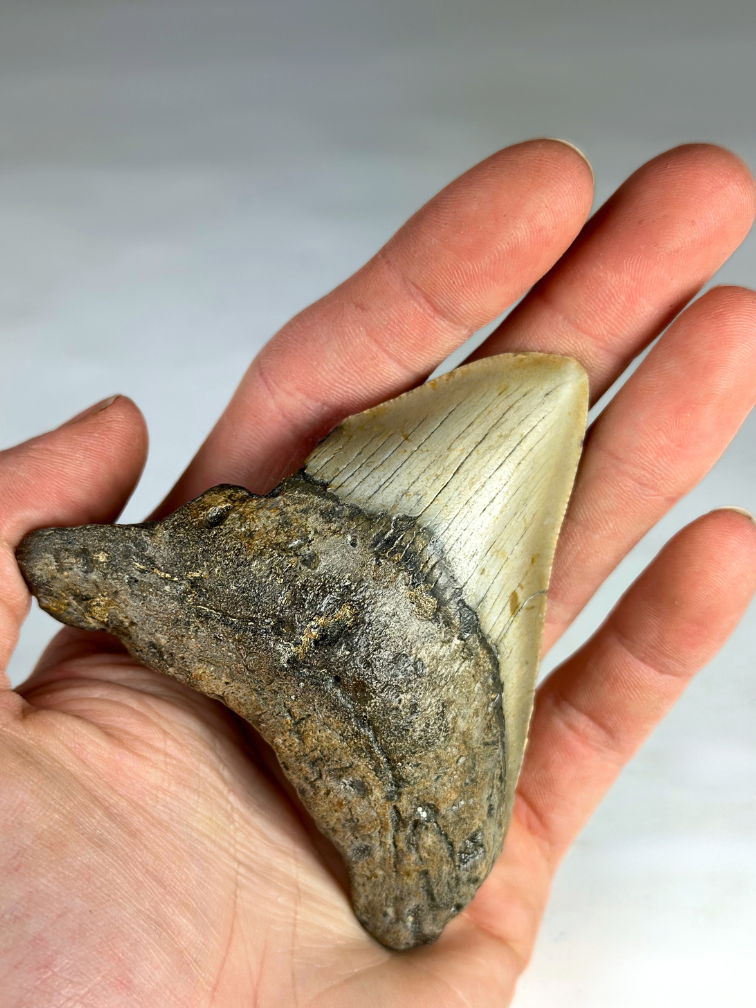 Dent de Megalodon "Titan's Power" (US) - 8.2 cm