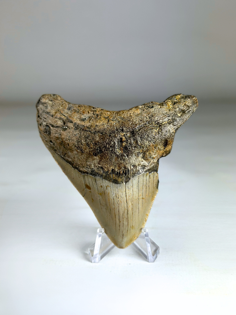 Megalodon-Zahn "Titan's Power" (US) - 8,2 cm