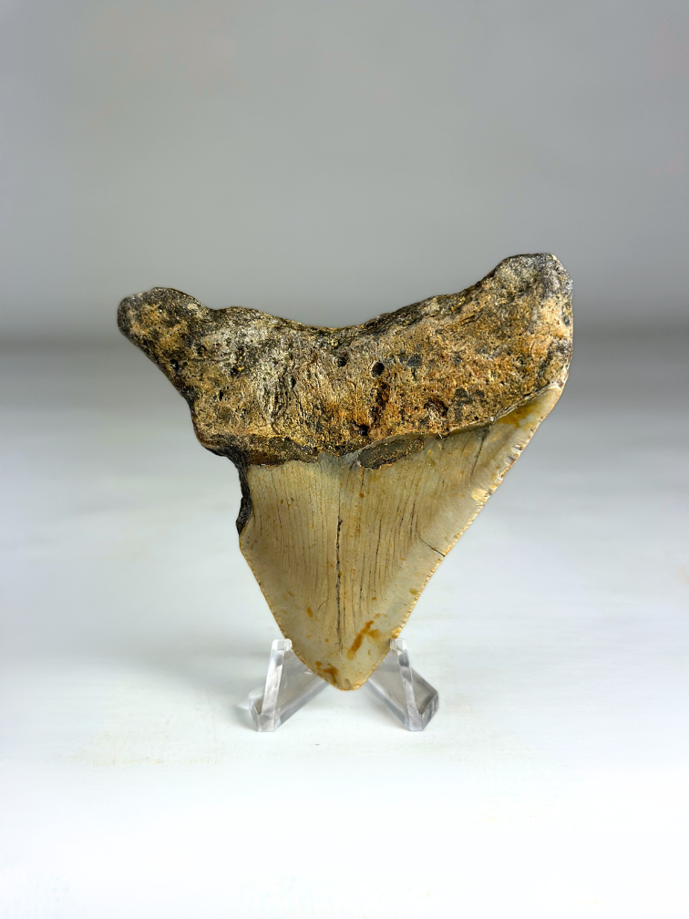 Dent de Megalodon "Titan's Power" (US) - 8.2 cm