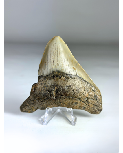 Dente di Megalodon "Titan's Power" (USA) - 8,2 cm